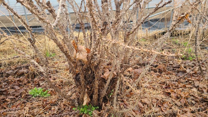 장터 상품 [엄나무 6년생 ] 썸네일