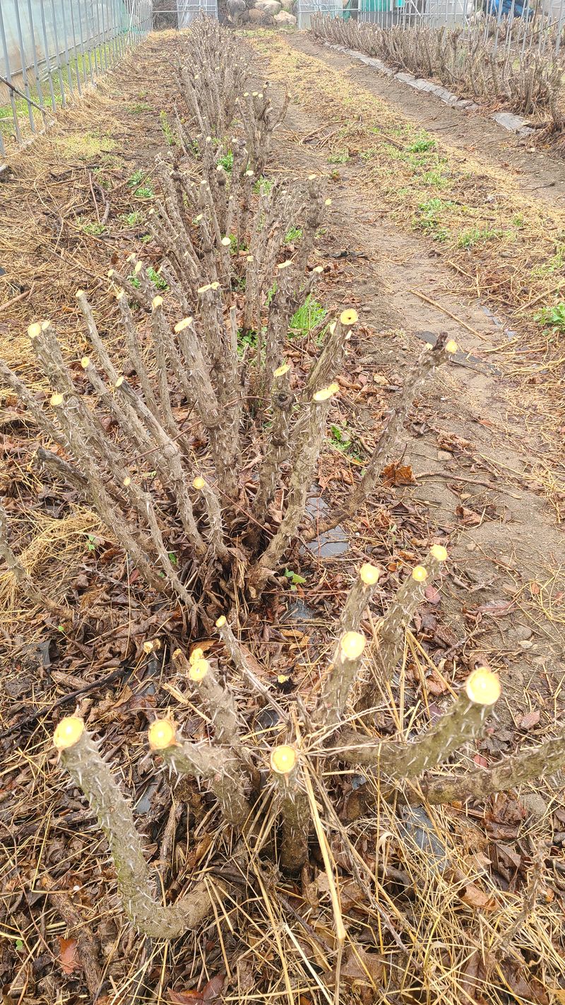 김호준님의 장터 판매 상품 [엄나무 6년생 ] 첨부 사진