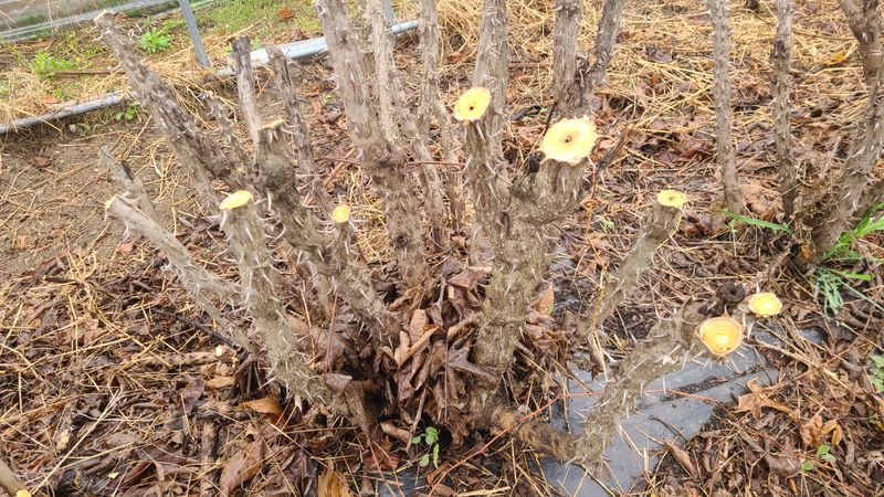 김호준님의 장터 판매 상품 [엄나무 6년생 ] 첨부 사진