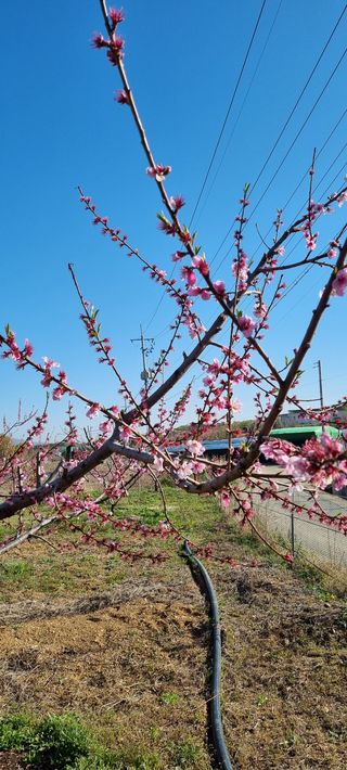 일체유심조님의 복숭아 · 자유게시판 작성글 사진