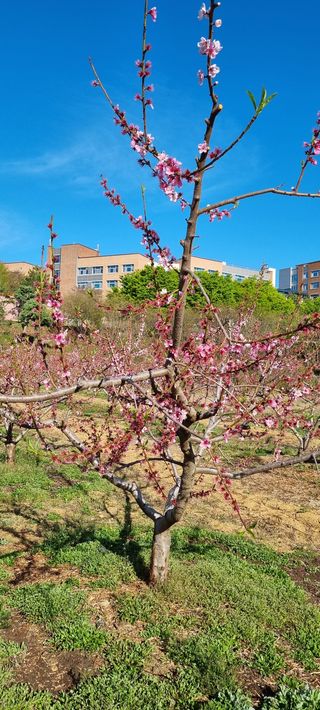 일체유심조님의 복숭아 · 자유게시판 작성글 사진