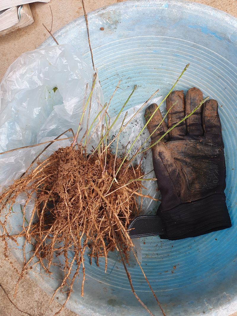 장터 상품 [션찮은 아스파라거스 뿌리 20개] 썸네일