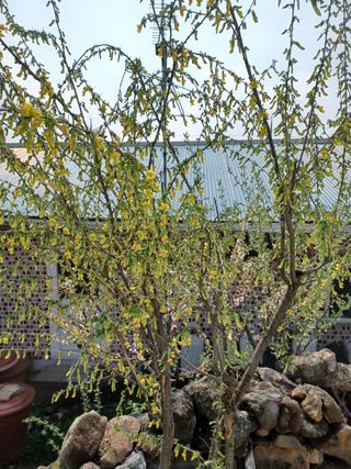 알 수 없음님의 기타작물 · 자유게시판 작성글 사진