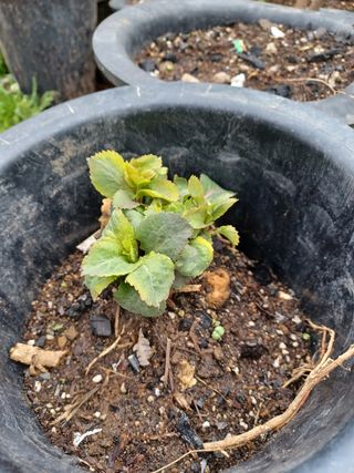 알 수 없음님의 기타작물 · 자유게시판 작성글 사진