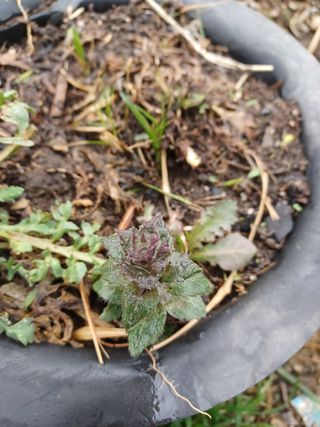 알 수 없음님의 기타작물 · 자유게시판 작성글 사진