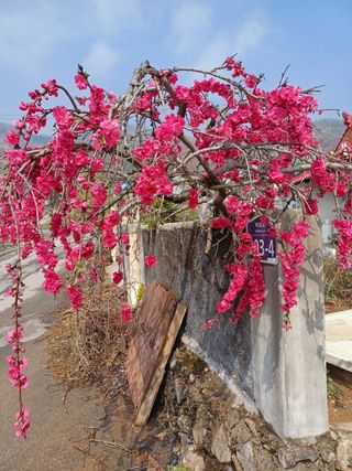 알 수 없음님의 기타작물 · 자유게시판 작성글 사진