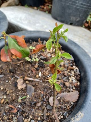 알 수 없음님의 기타작물 · 자유게시판 작성글 사진
