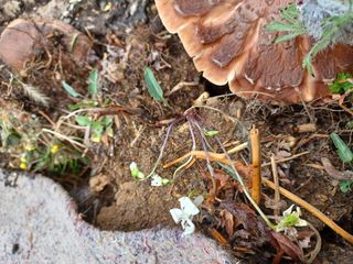 알 수 없음님의 기타작물 · 자유게시판 작성글 사진