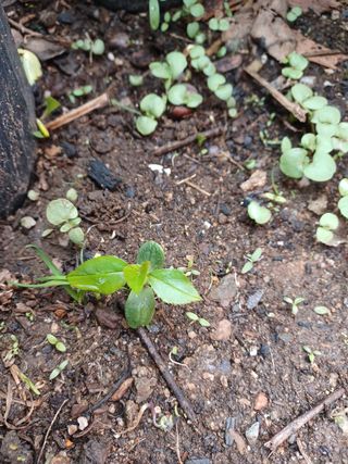 알 수 없음님의 기타작물 · 자유게시판 작성글 사진