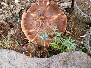 알 수 없음님의 기타작물 · 자유게시판 작성글 사진