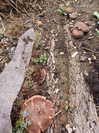 알 수 없음님의 기타작물 · 자유게시판 작성글 사진