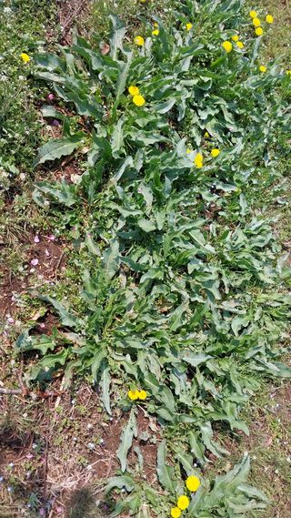 이장22님의 복숭아 · 자유게시판 작성글 사진