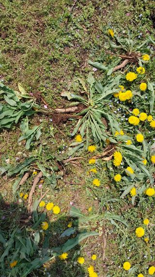 이장22님의 복숭아 · 자유게시판 작성글 사진