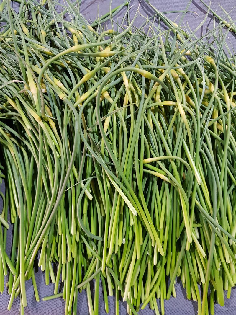 딴딴님의 장터 판매 상품 [2023 제주 햇 마늘쫑1kg] 첨부 사진