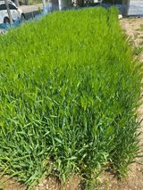 팜모닝 벼·자유게시판 게시글 이미지