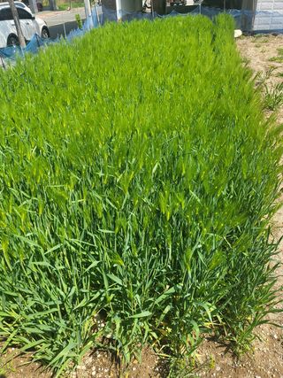 아준님의 벼 · 자유게시판 작성글 사진