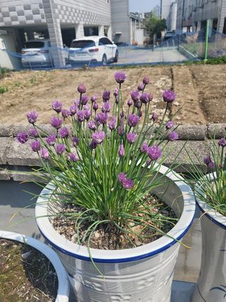 아준님의 벼 · 자유게시판 작성글 사진