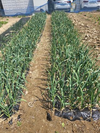 아준님의 벼 · 자유게시판 작성글 사진