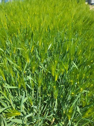 아준님의 벼 · 자유게시판 작성글 사진