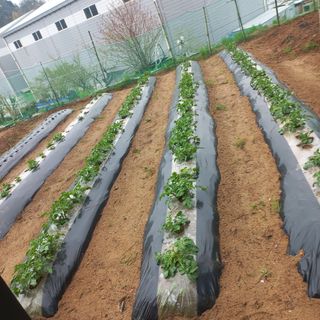 천운님의 감자 · 자유게시판 작성글 사진