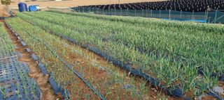 신영철(충남청양군)님의 마늘 · 마늘 쪽 비대기 작성글 사진