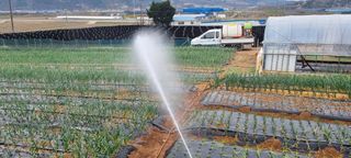 신영철(충남청양군)님의 마늘 · 마늘 쪽 비대기 작성글 사진