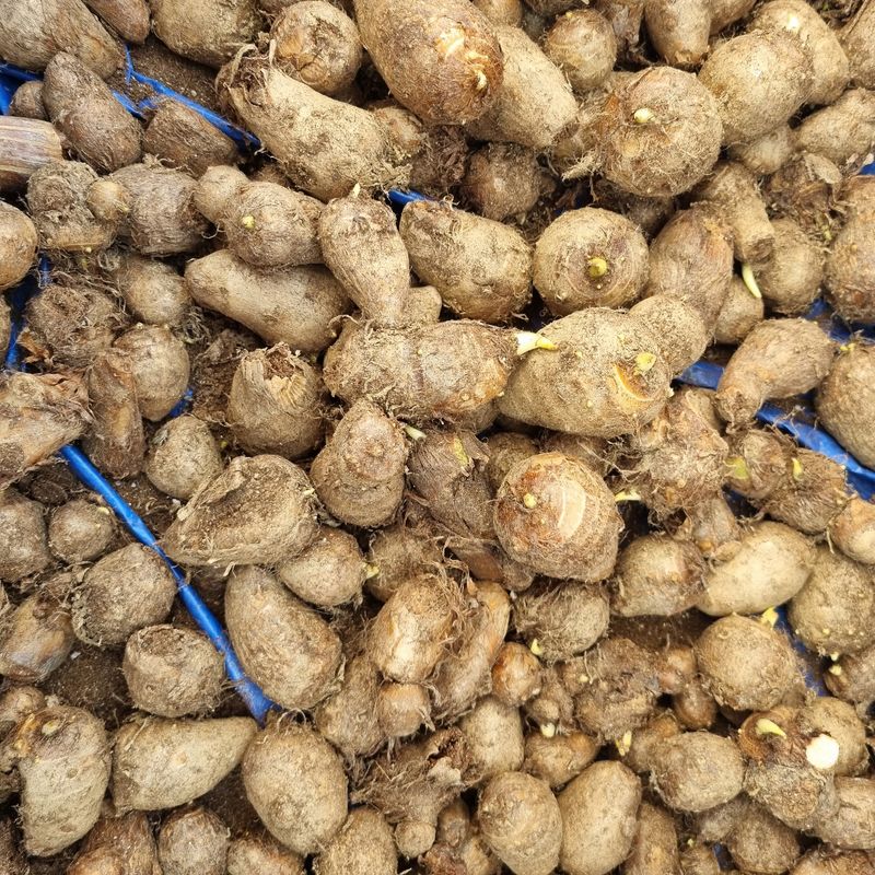 장터 상품 [토란종구10k] 썸네일