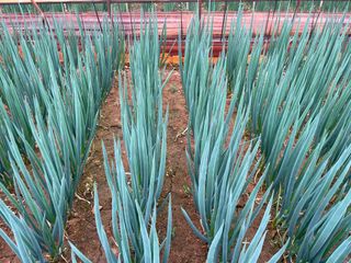 이승하님의 파 · 자유게시판 작성글 사진