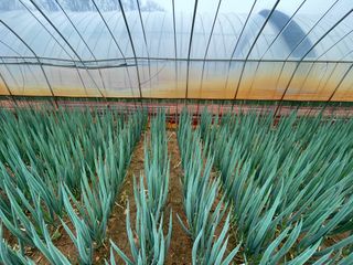 이승하님의 파 · 자유게시판 작성글 사진