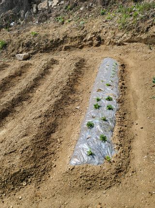 짱순이연속8월출석왕님의 상추 · 자유게시판 작성글 사진