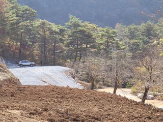 평창크로바님의 기타작물 · 병해충상담 작성글 사진