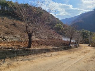 평창크로바님의 기타작물 · 병해충상담 작성글 사진