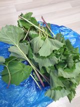 팜모닝 자유주제·자유게시판 게시글 이미지