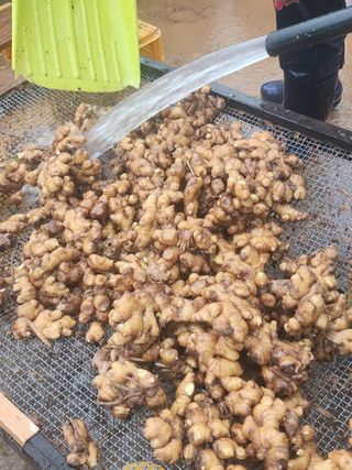 it농부님의 기타작물 · 자유게시판 작성글 사진