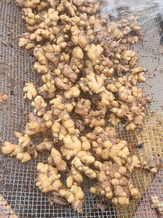 it농부님의 기타작물 · 자유게시판 작성글 사진