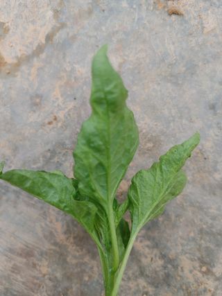 박임식님의 고추 · 병해충상담 작성글 사진