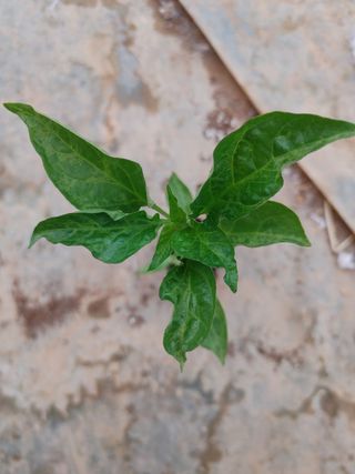 박임식님의 고추 · 병해충상담 작성글 사진