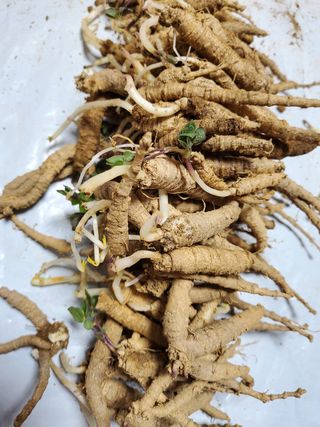 약초꾼님의 작성글 사진