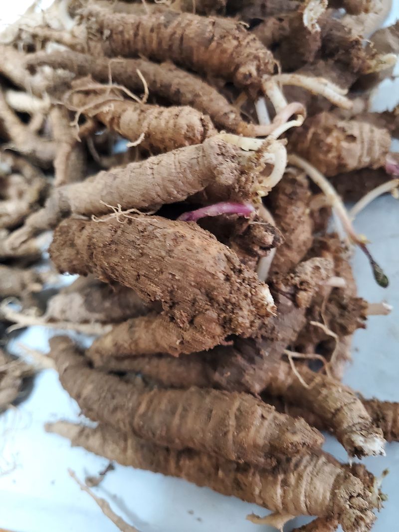 약초꾼님의 장터 판매 상품 [더덕 종근 3kg] 첨부 사진