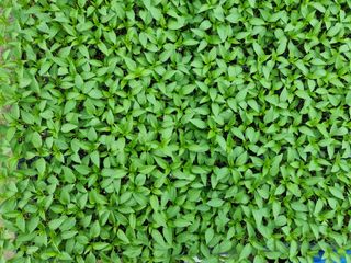 수박씨님의 고추 · 일상 작성글 사진