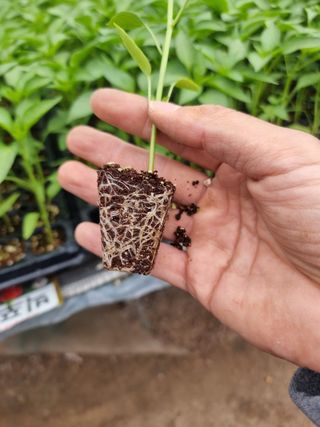 수박씨님의 고추 · 일상 작성글 사진