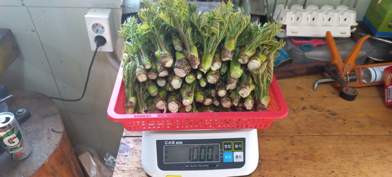 장터 상품 [참두릅30,000,엄나무순(개두릅)30,000] 썸네일