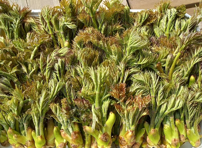 조영순(바른두릅)님의 장터 판매 상품 [참두릅30,000,엄나무순(개두릅)30,000] 첨부 사진