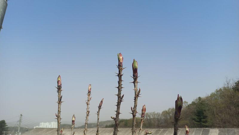 조영순(바른두릅)님의 장터 판매 상품 [참두릅30,000,엄나무순(개두릅)30,000] 첨부 사진