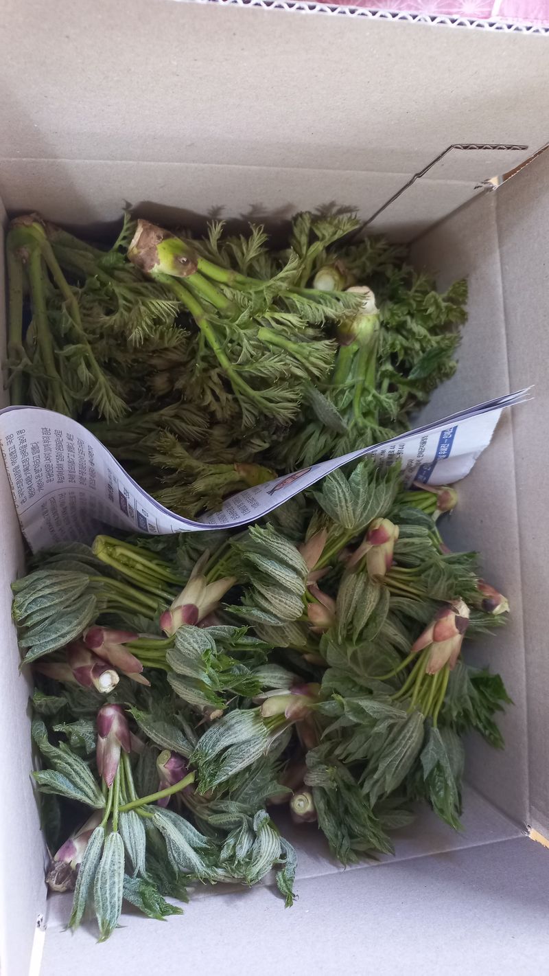 조영순(바른두릅)님의 장터 판매 상품 [참두릅30,000,엄나무순(개두릅)30,000] 첨부 사진