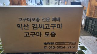 김동수님의 고구마 · 자유게시판 작성글 사진