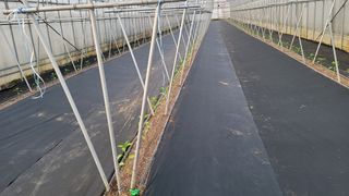 김재연 님의 고추 · 파종•정식 작성글 사진