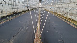 김재연 님의 고추 · 파종•정식 작성글 사진