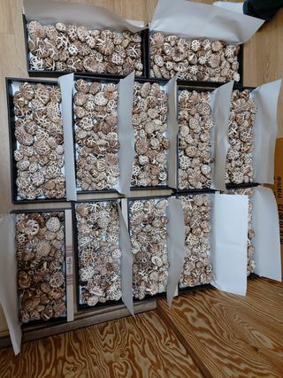 이태영님의 버섯 · 수확 작성글 사진