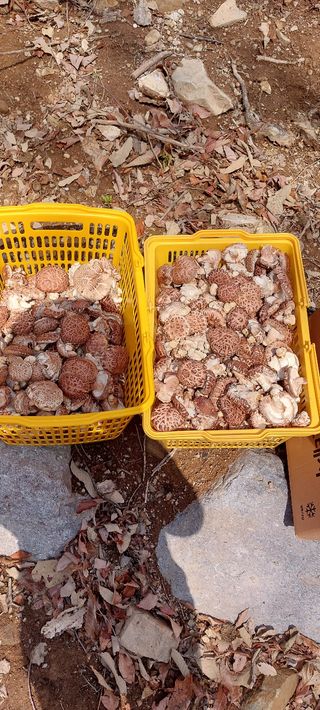 이태영님의 버섯 · 수확 작성글 사진